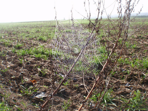 The humidity in the air has highlighted a spiders web.